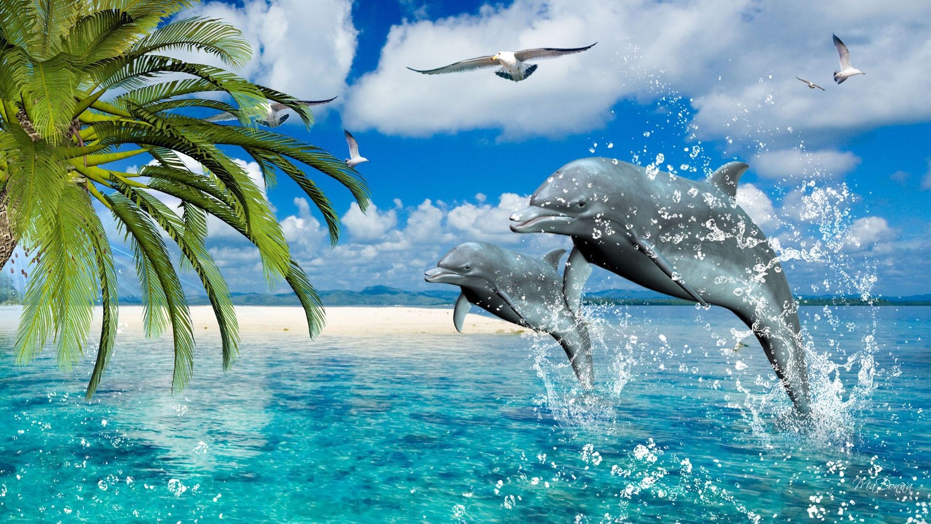 Dolphin Wallpapers