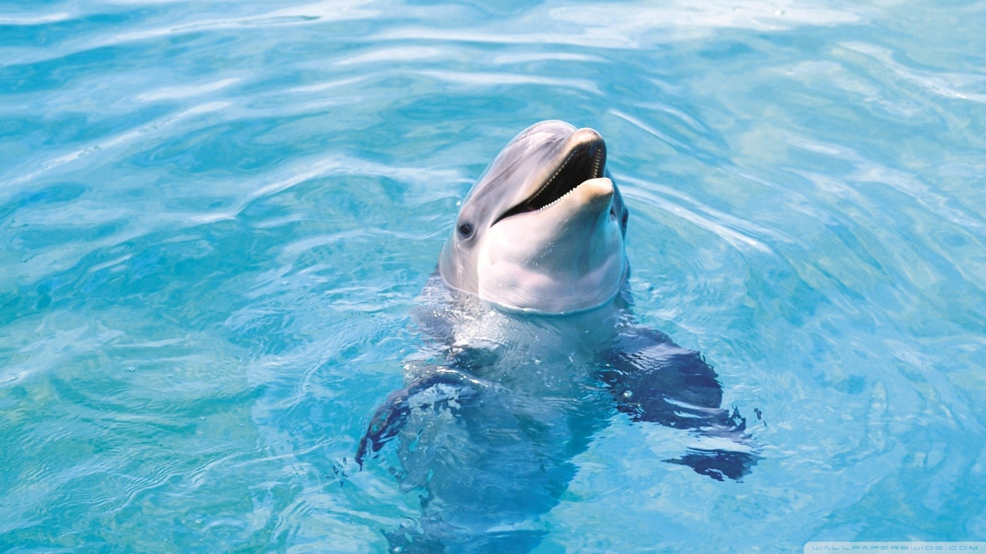 Dolphin Wallpapers