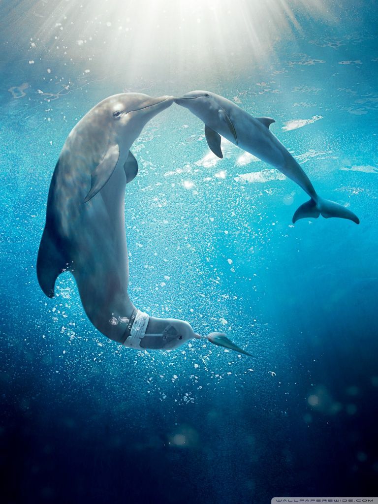 Dolphin Wallpapers