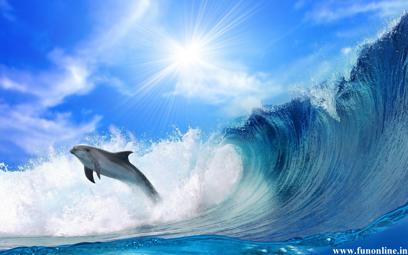 Dolphin Wallpapers