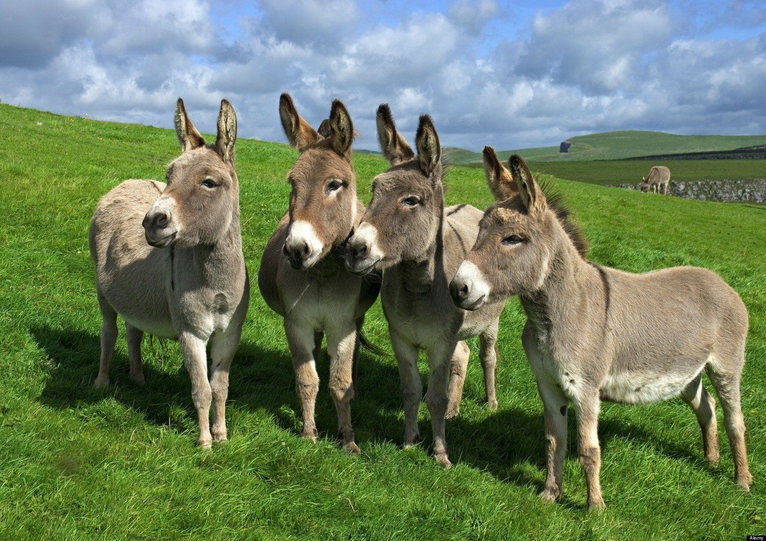 Donkey Wallpapers