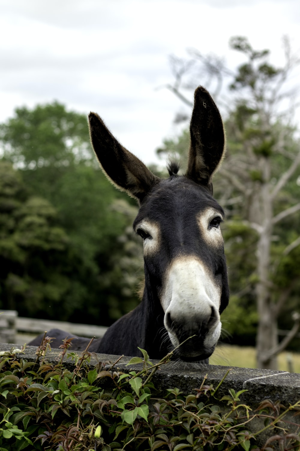 Donkey Wallpapers