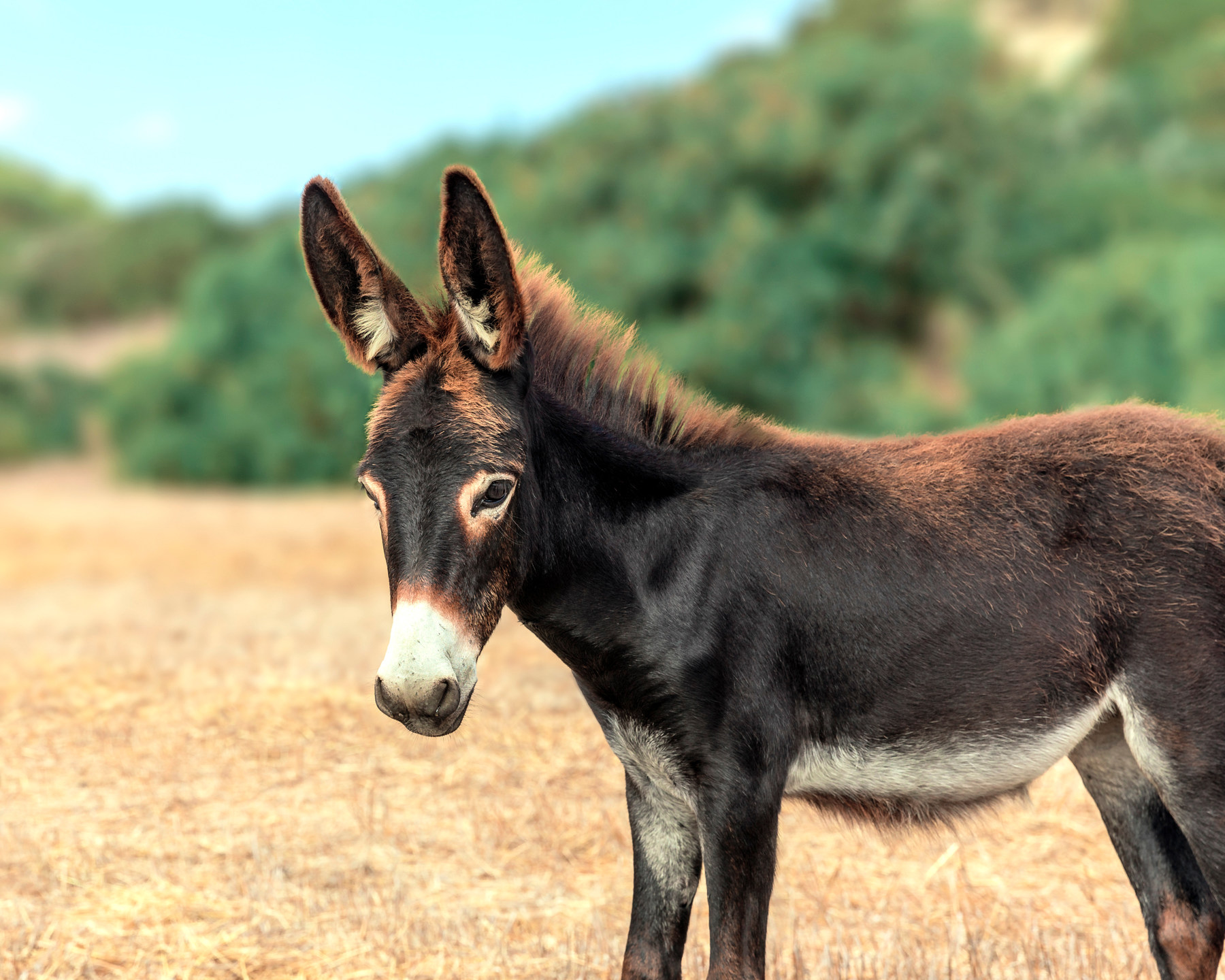 Donkey Wallpapers