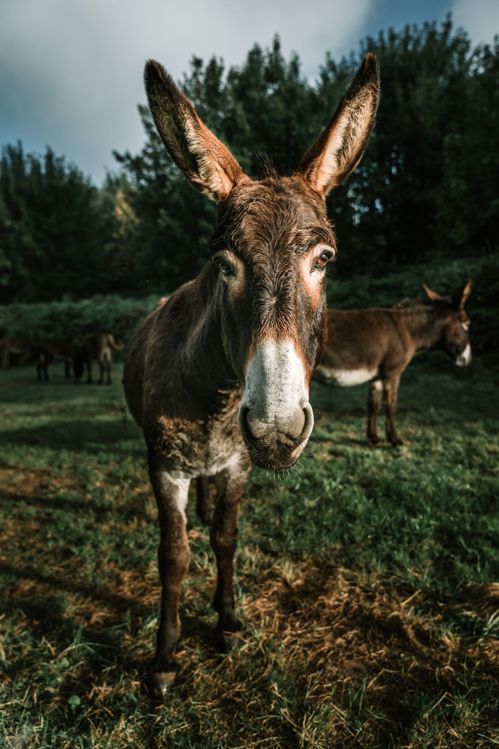 Donkey Wallpapers