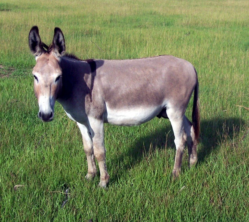 Donkey Wallpapers