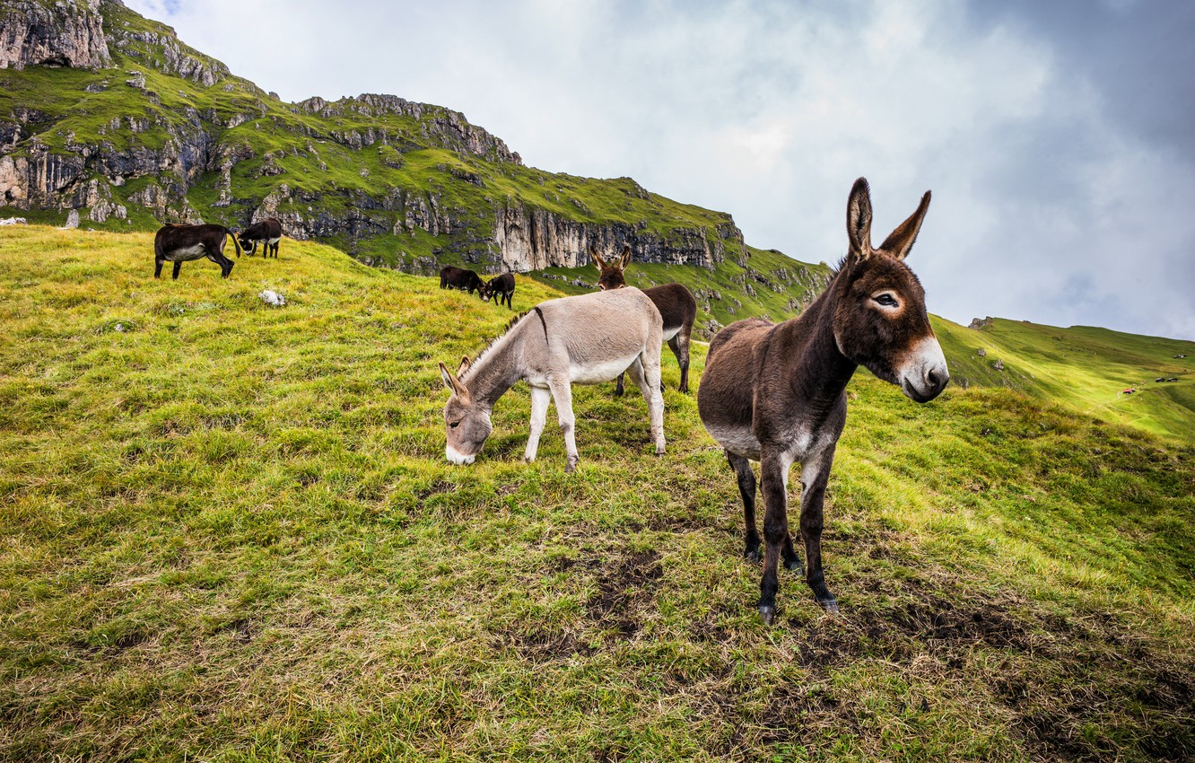 Donkey Wallpapers