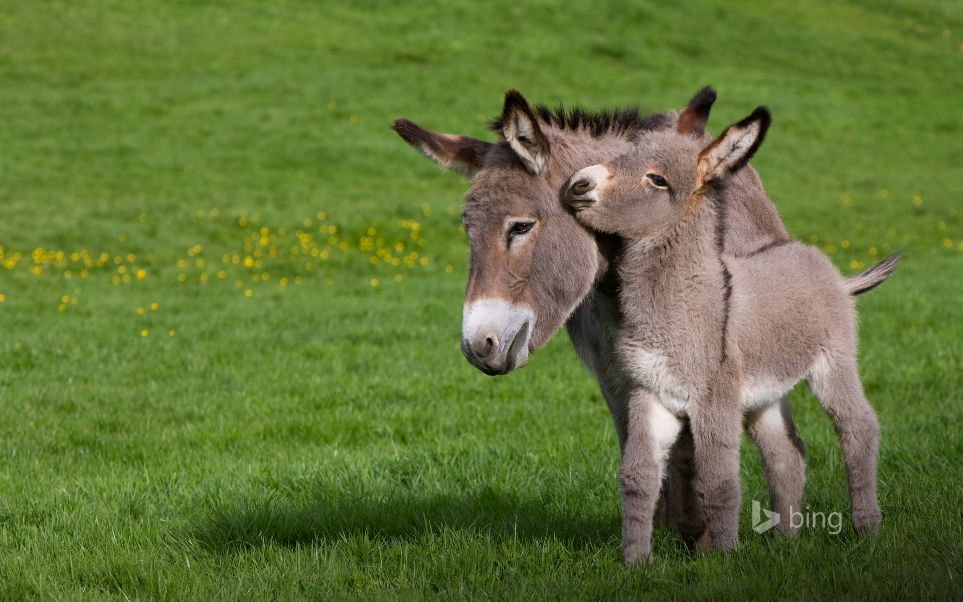 Donkey Wallpapers