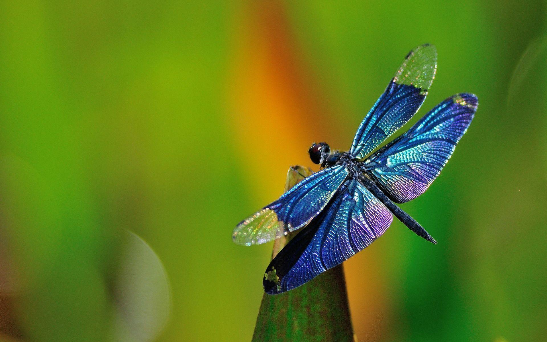 Dragonfly Wallpapers