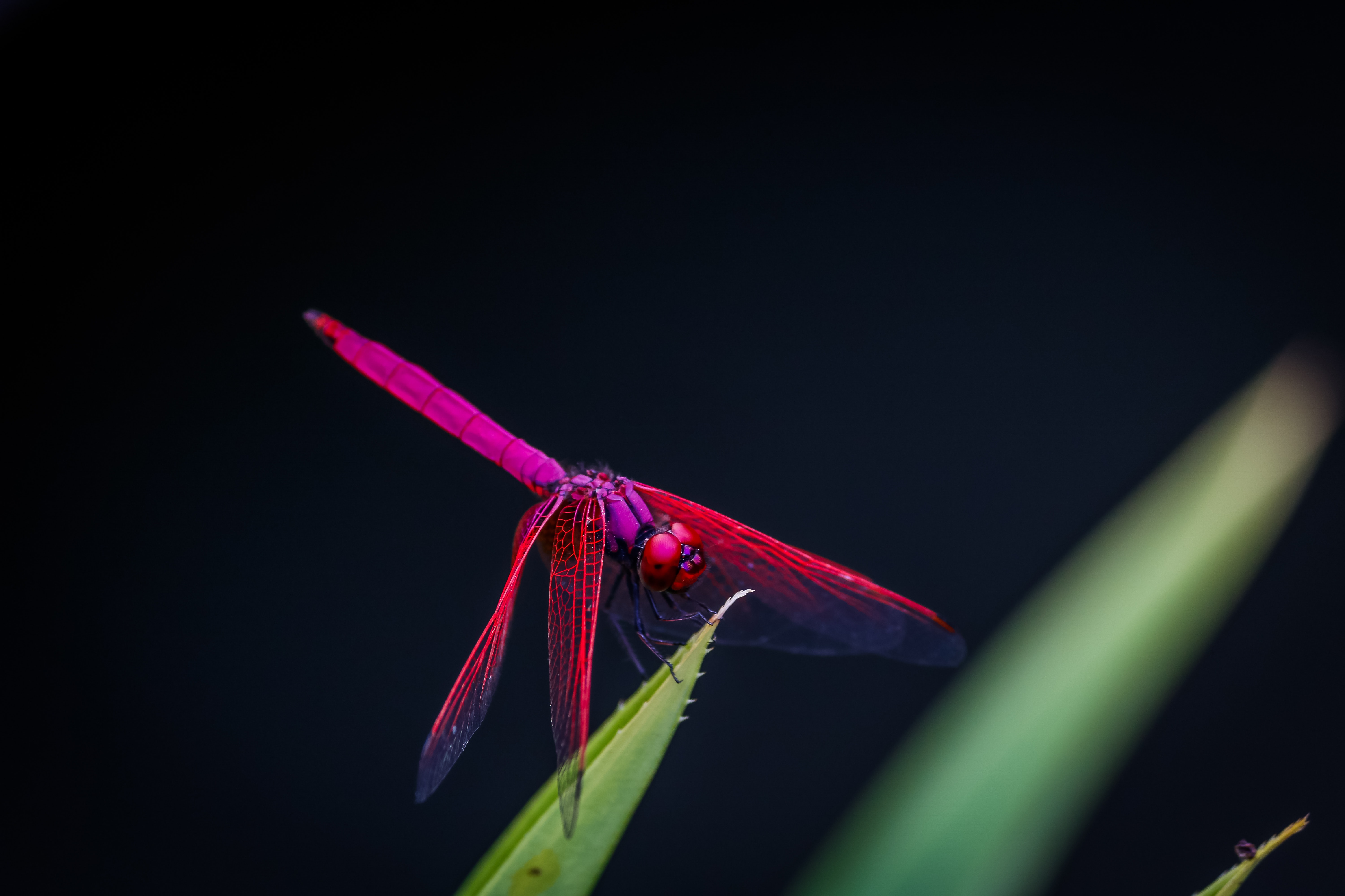 Dragonfly Wallpapers