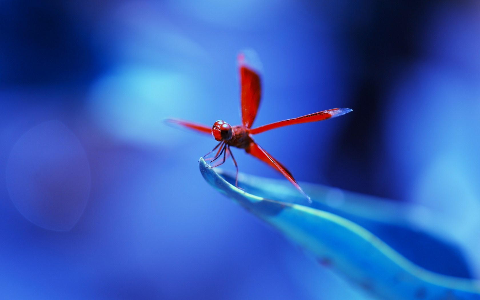 Dragonfly Wallpapers