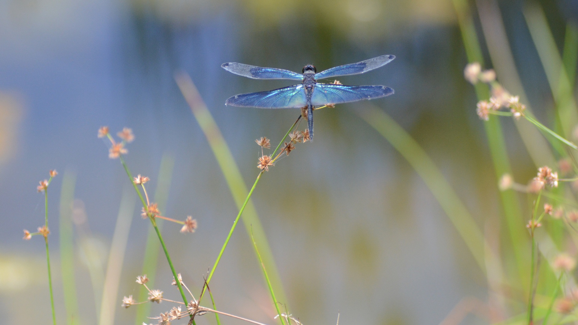 Dragonfly Wallpapers