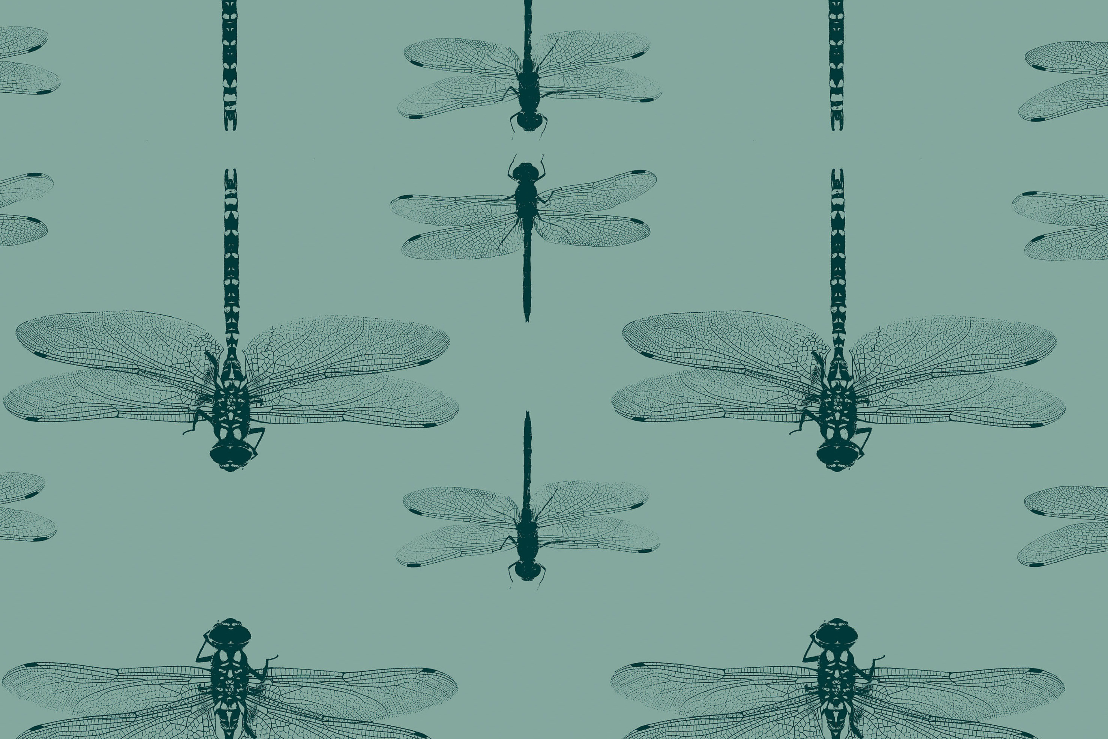 Dragonfly Wallpapers