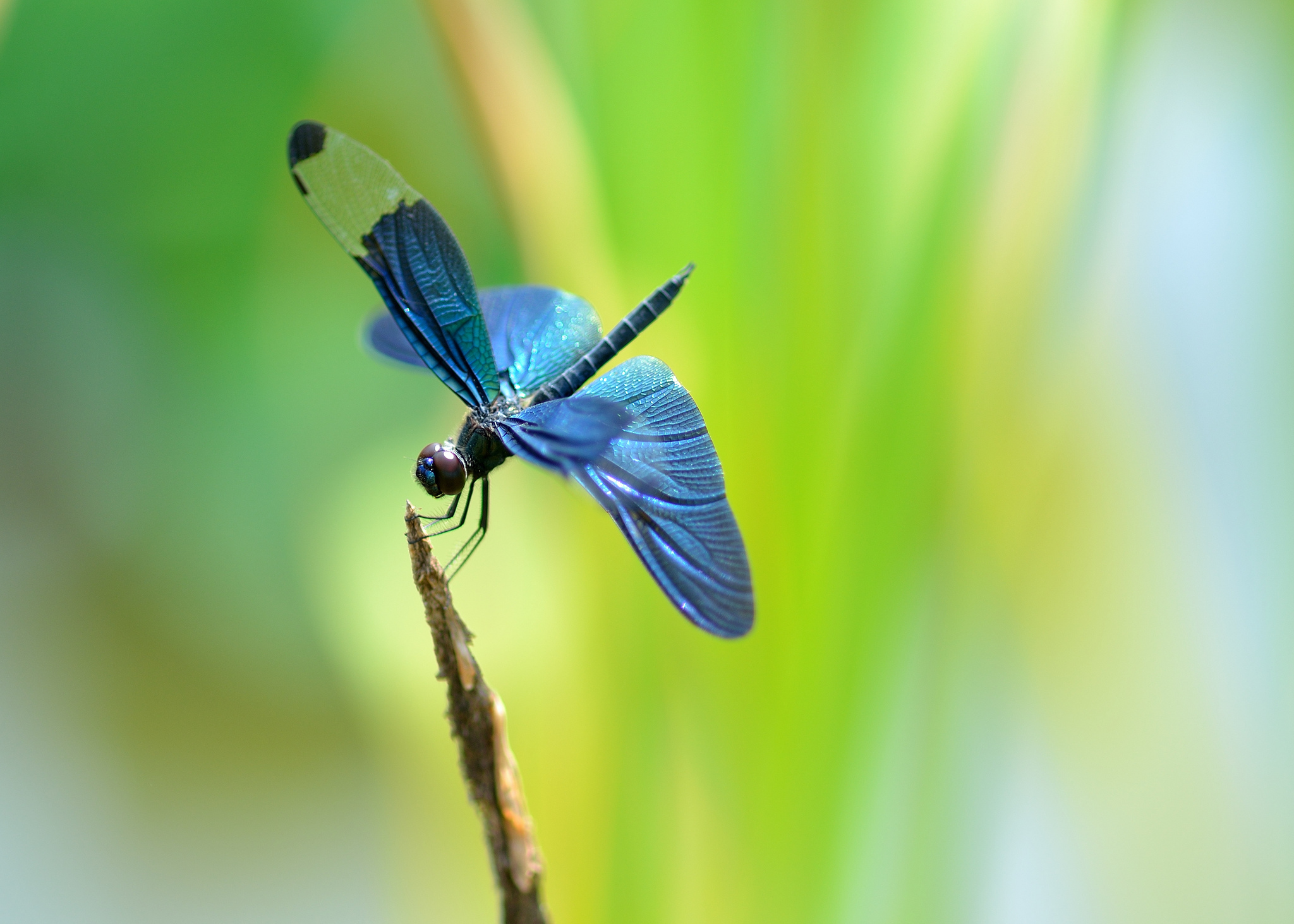 Dragonfly Wallpapers