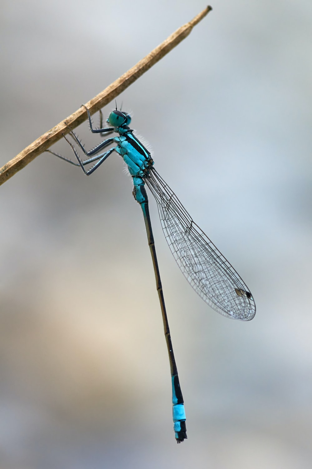 Dragonfly Wallpapers