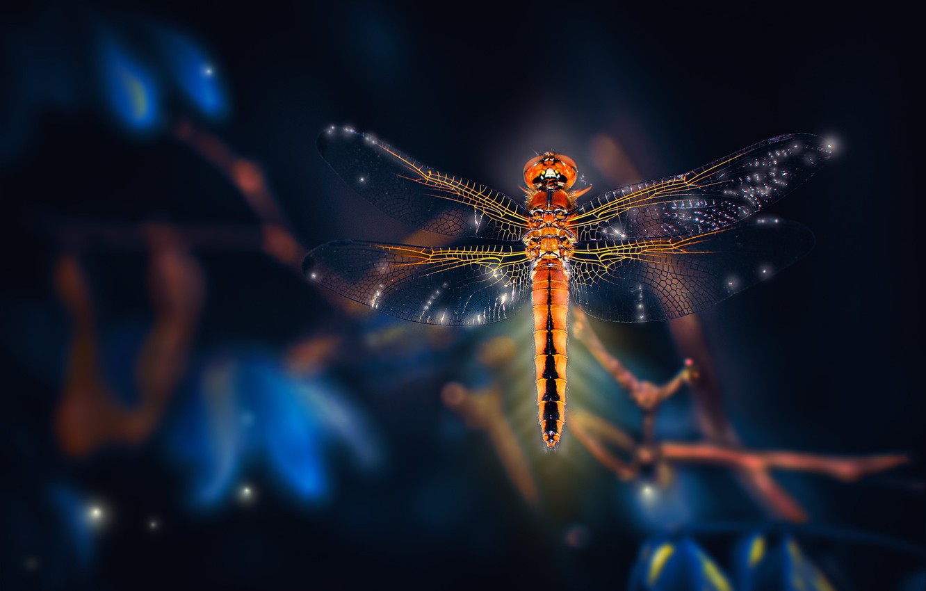 Dragonfly Wallpapers