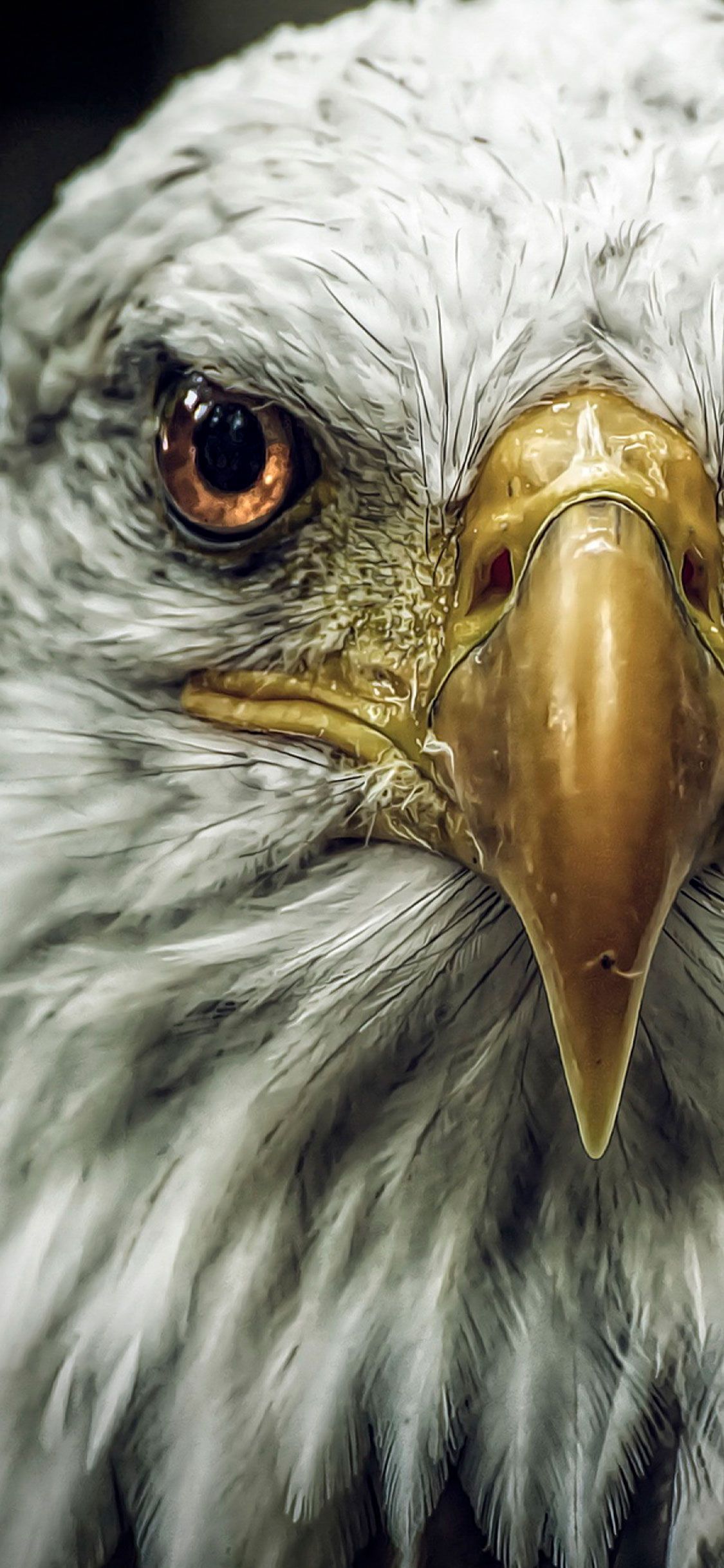 Eagle Wallpapers