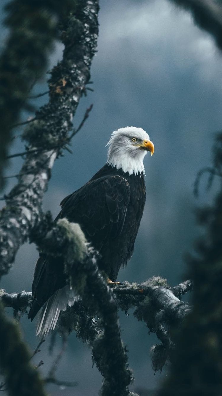 Eagle Wallpapers