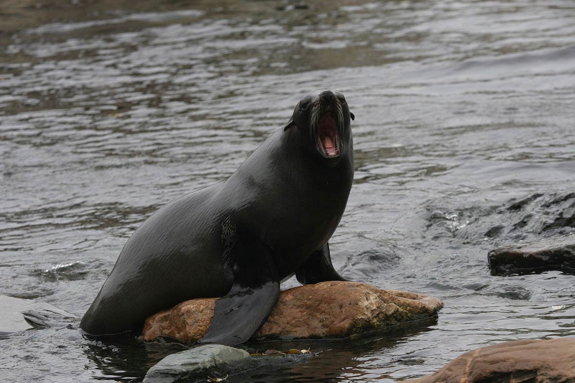 Eared Seals Wallpapers