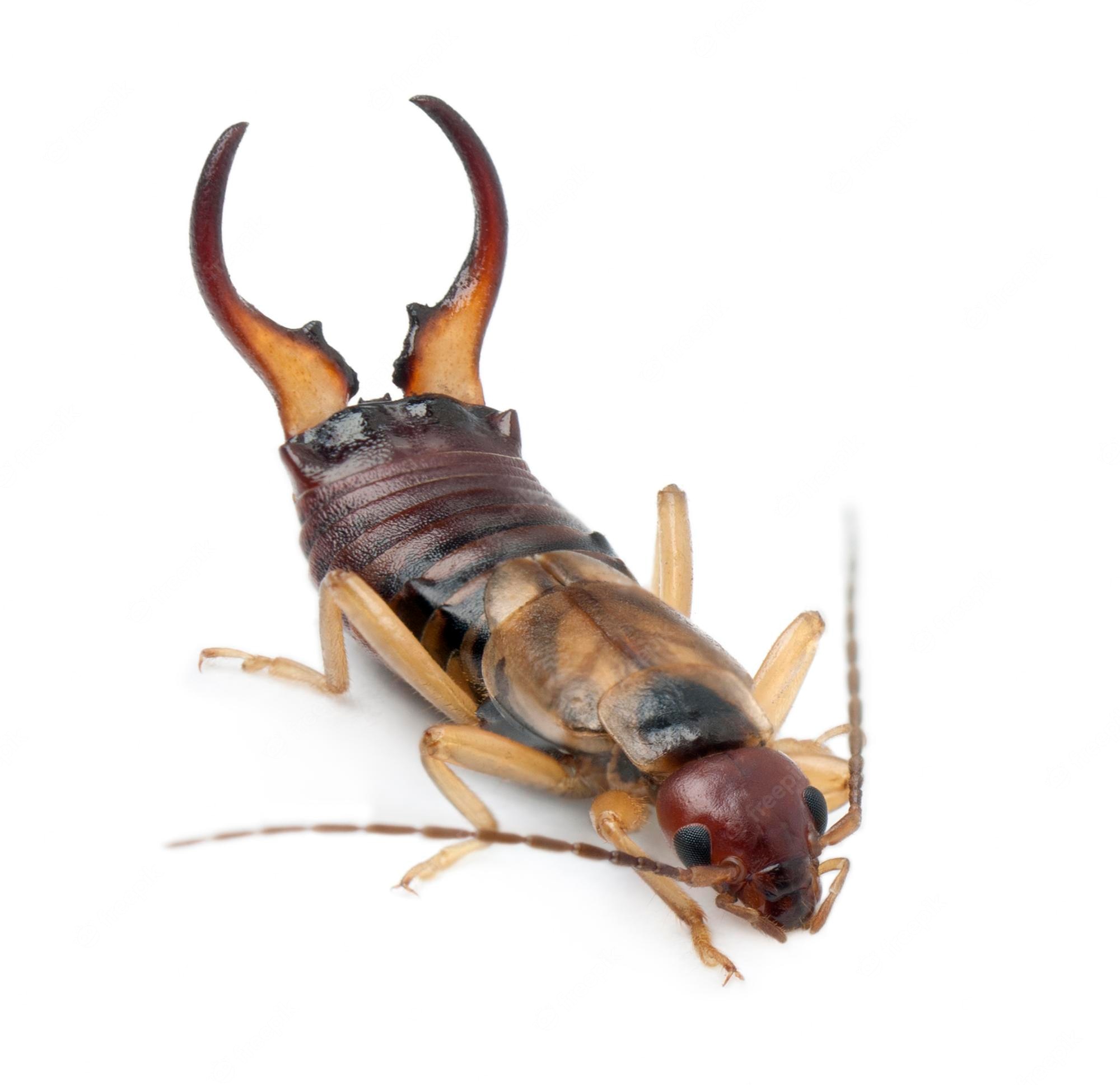 Earwig Wallpapers