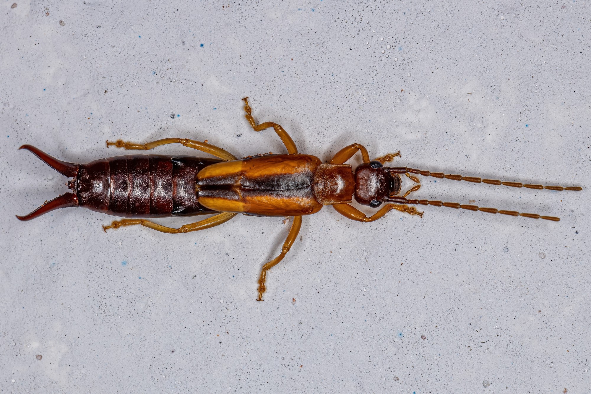 Earwig Wallpapers