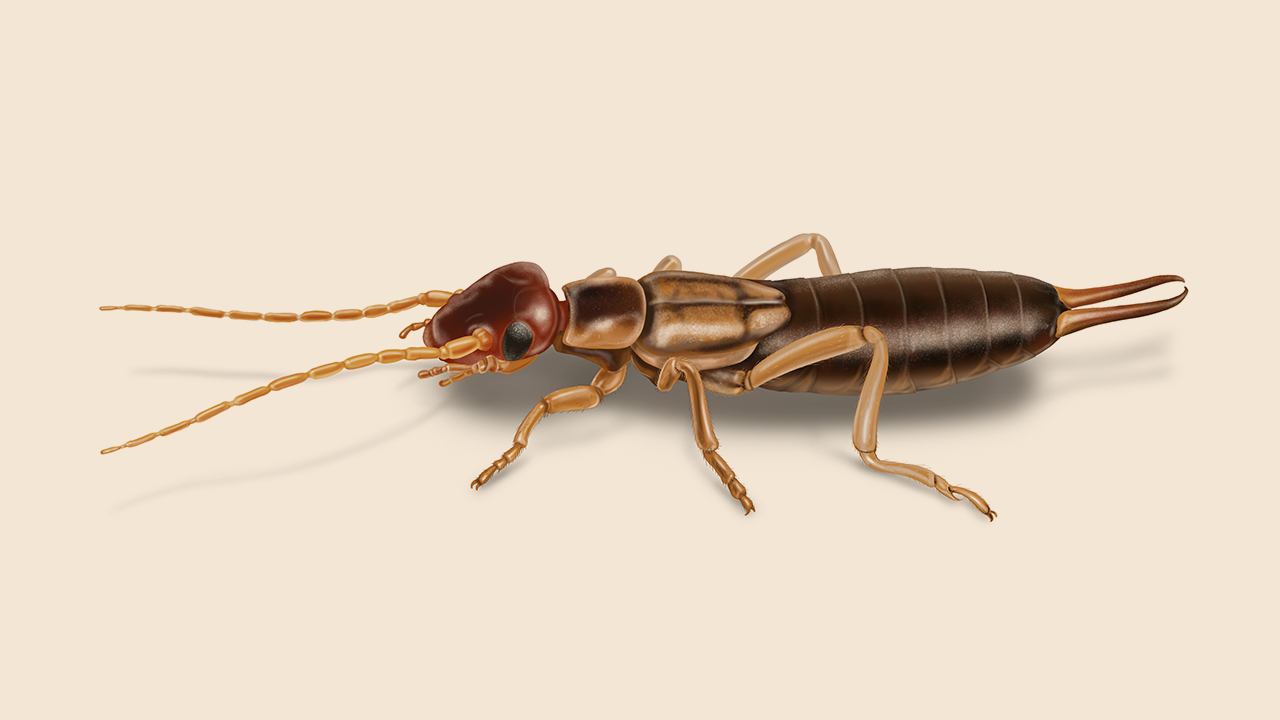 Earwig Wallpapers