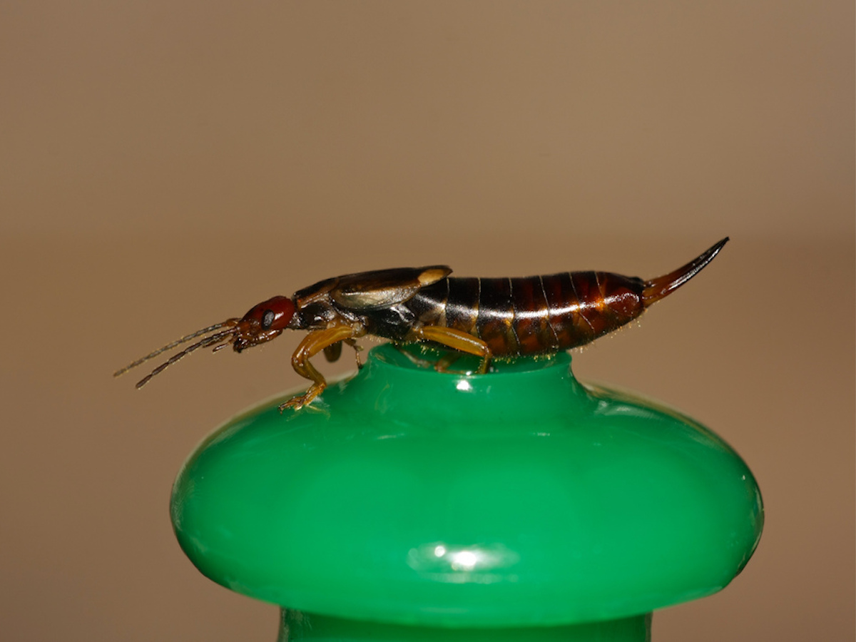 Earwig Wallpapers