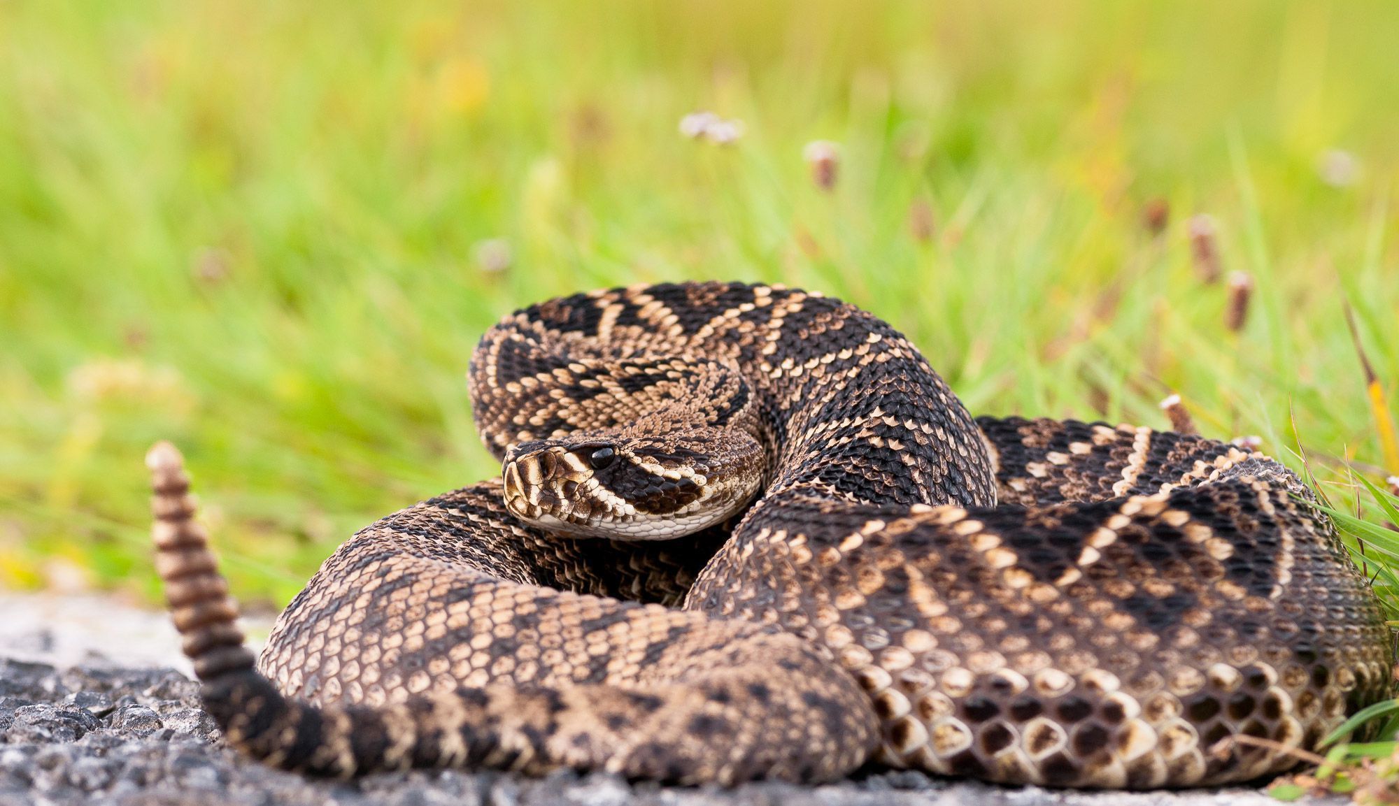 Eastern Diamondback Rattlesnake Wallpapers