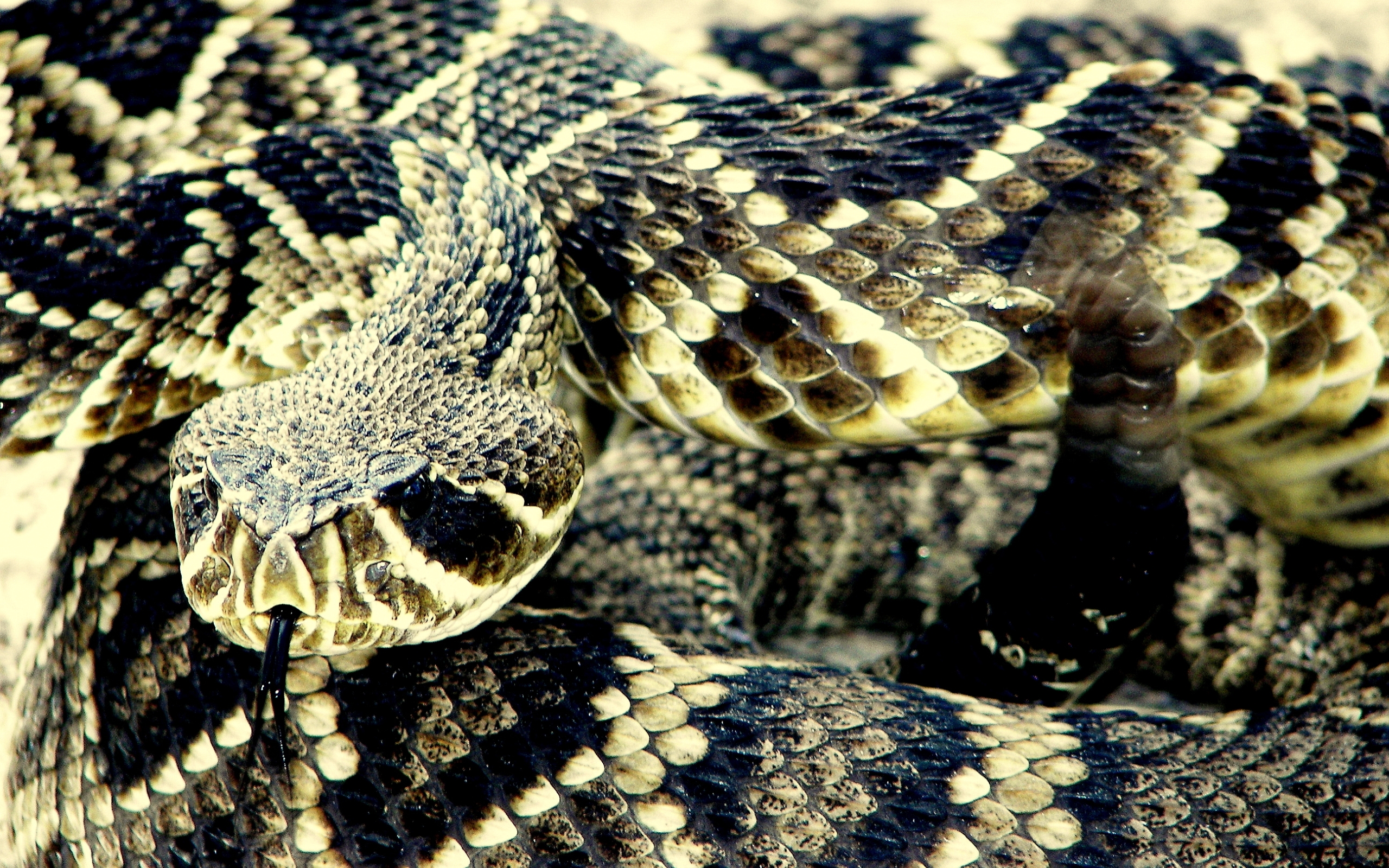 Eastern Diamondback Rattlesnake Wallpapers