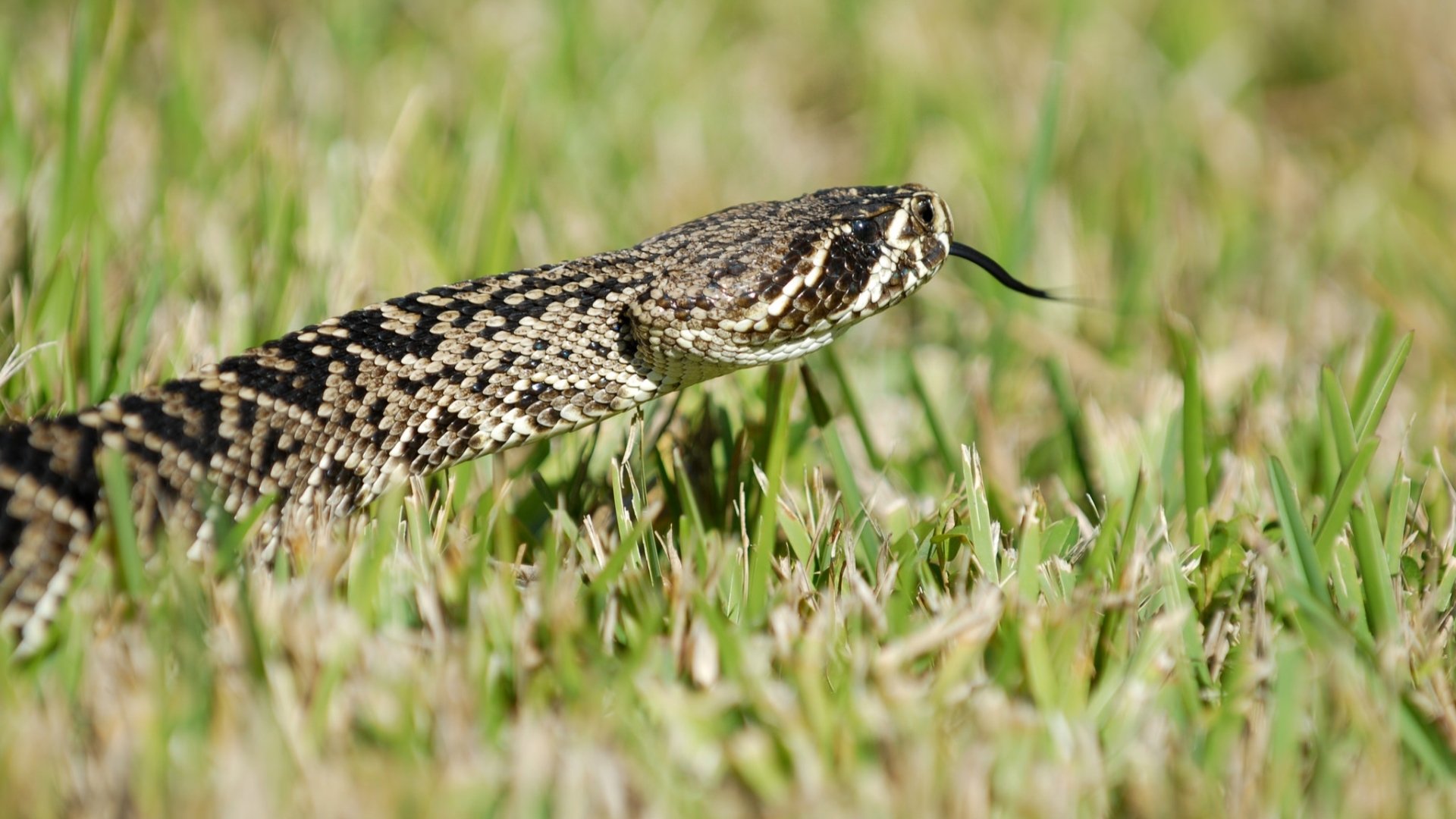 Eastern Diamondback Rattlesnake Wallpapers