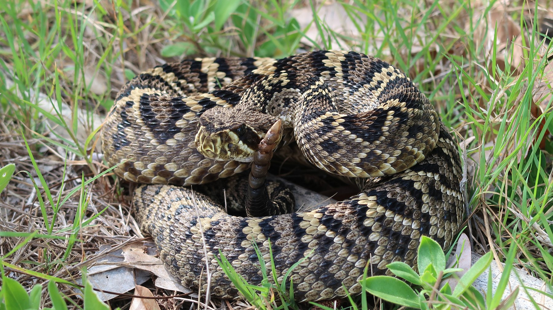 Eastern Diamondback Rattlesnake Wallpapers