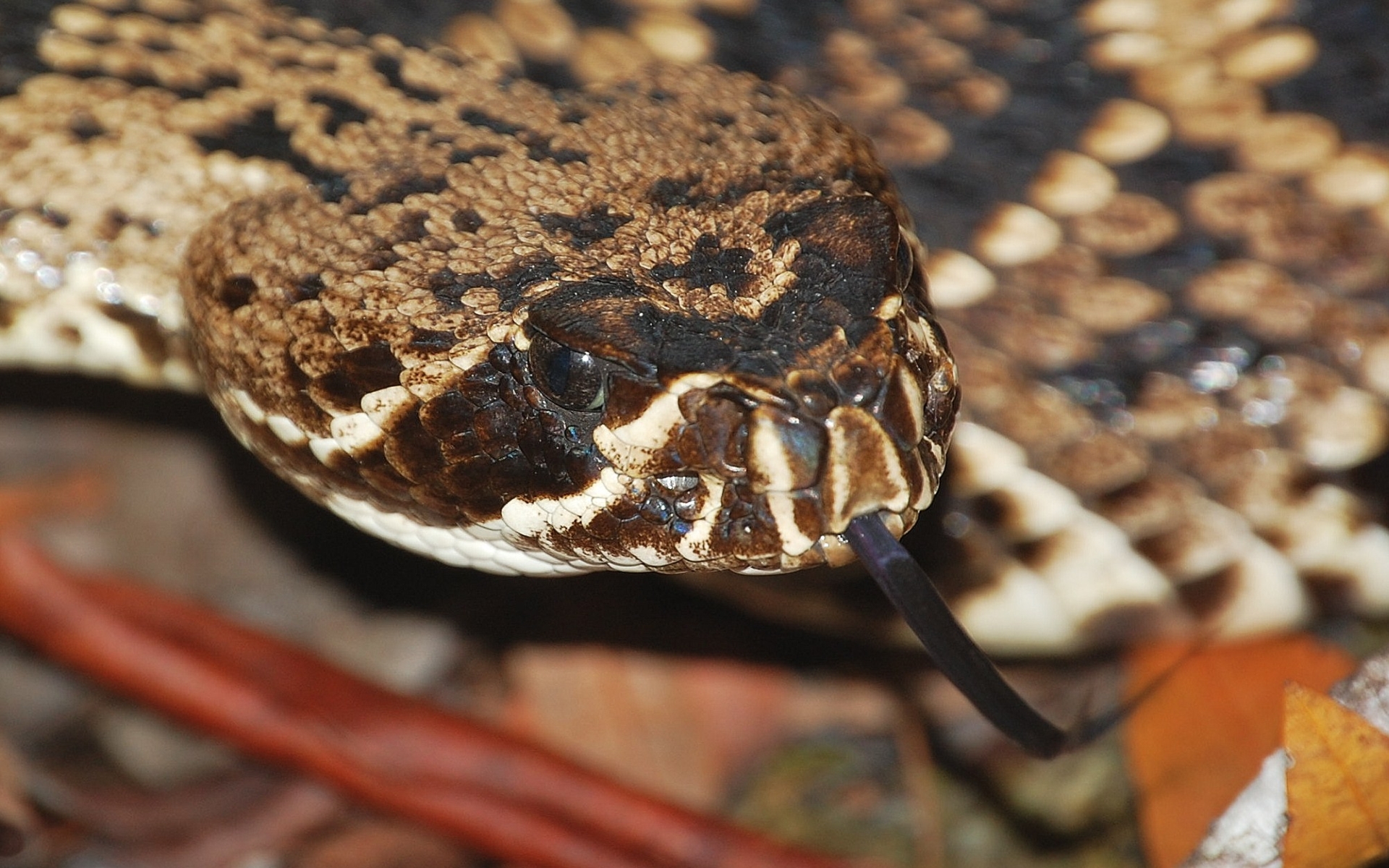 Eastern Diamondback Rattlesnake Wallpapers