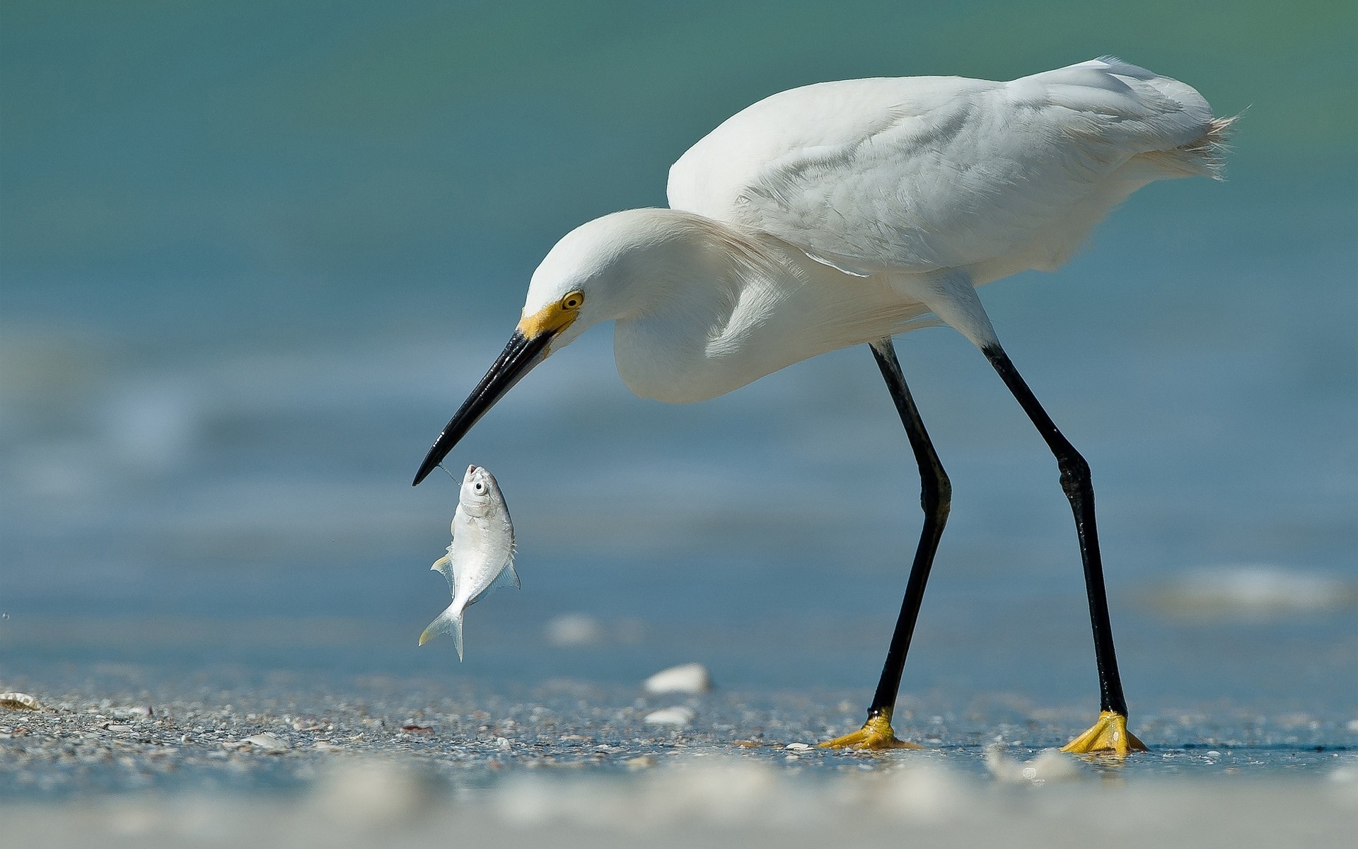 Egret Wallpapers