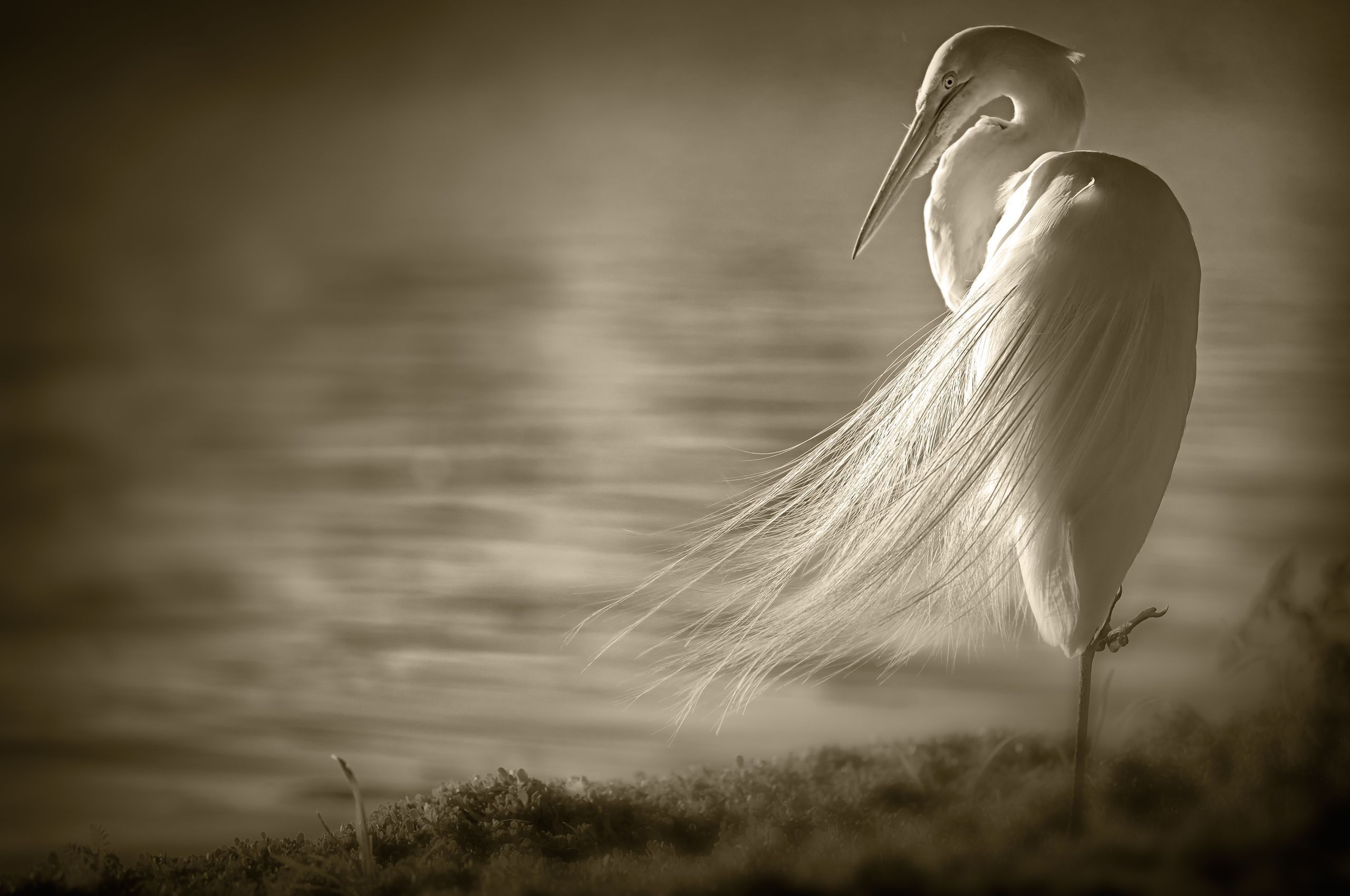 Egret Wallpapers