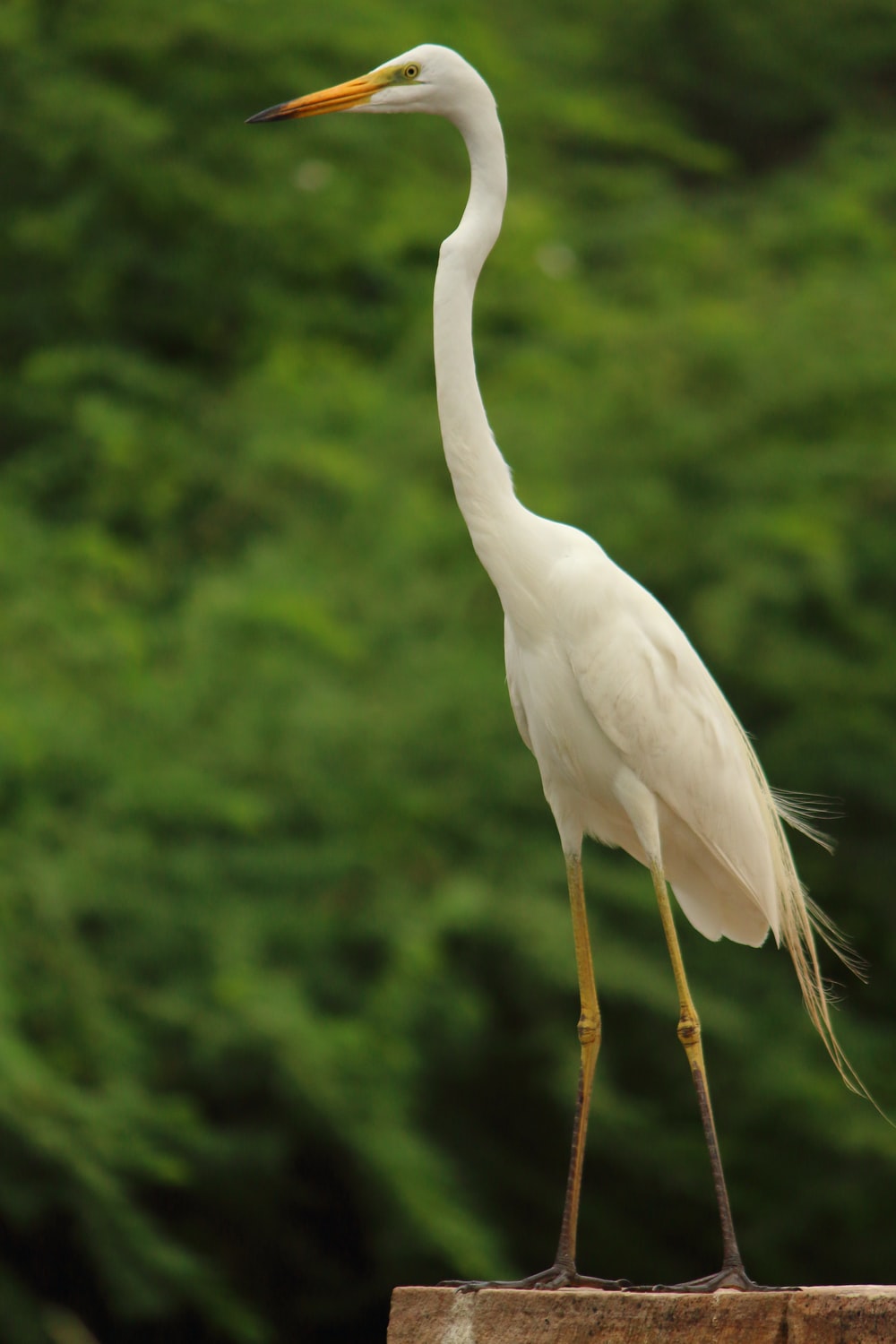 Egret Wallpapers