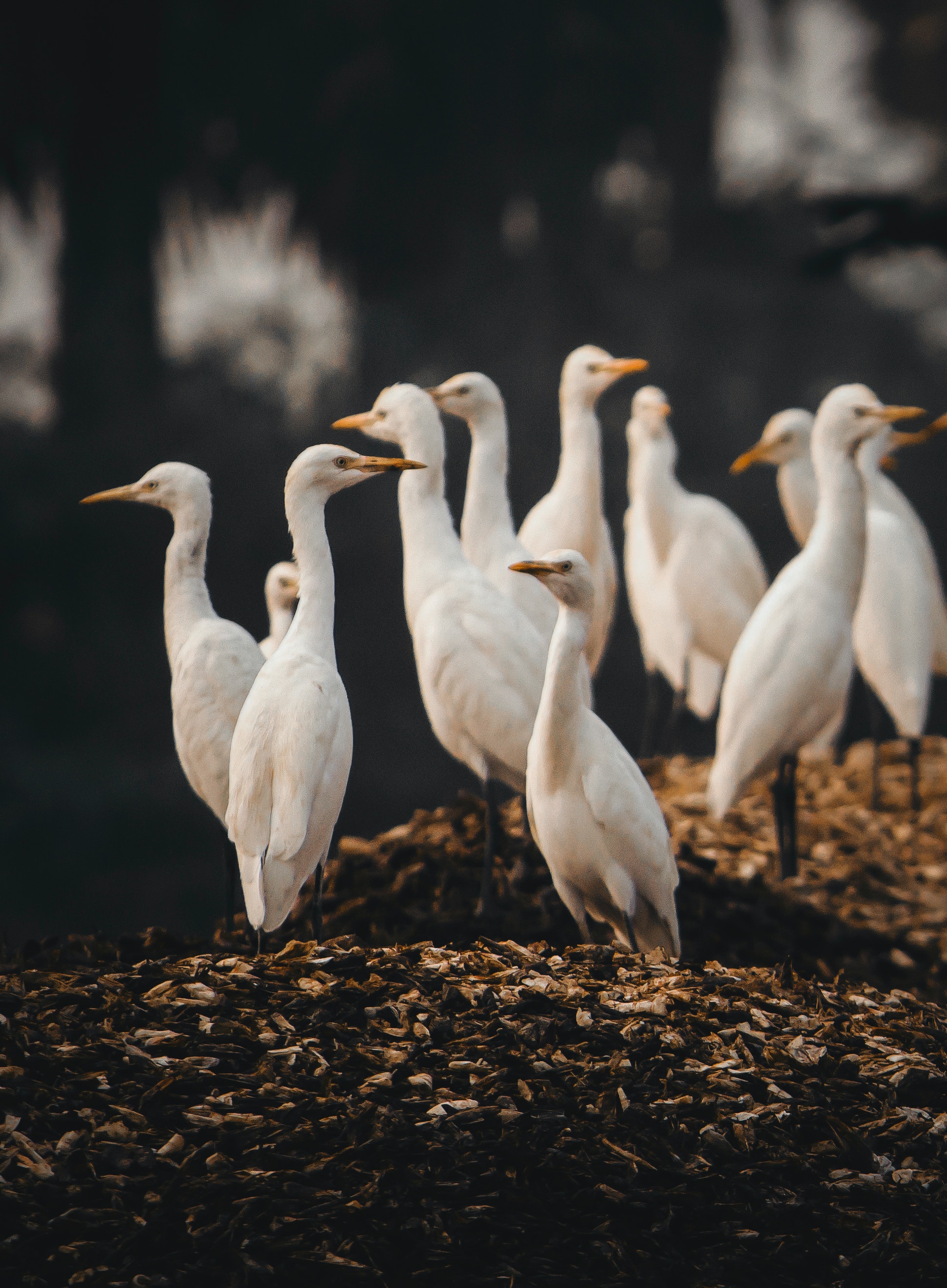 Egret Wallpapers