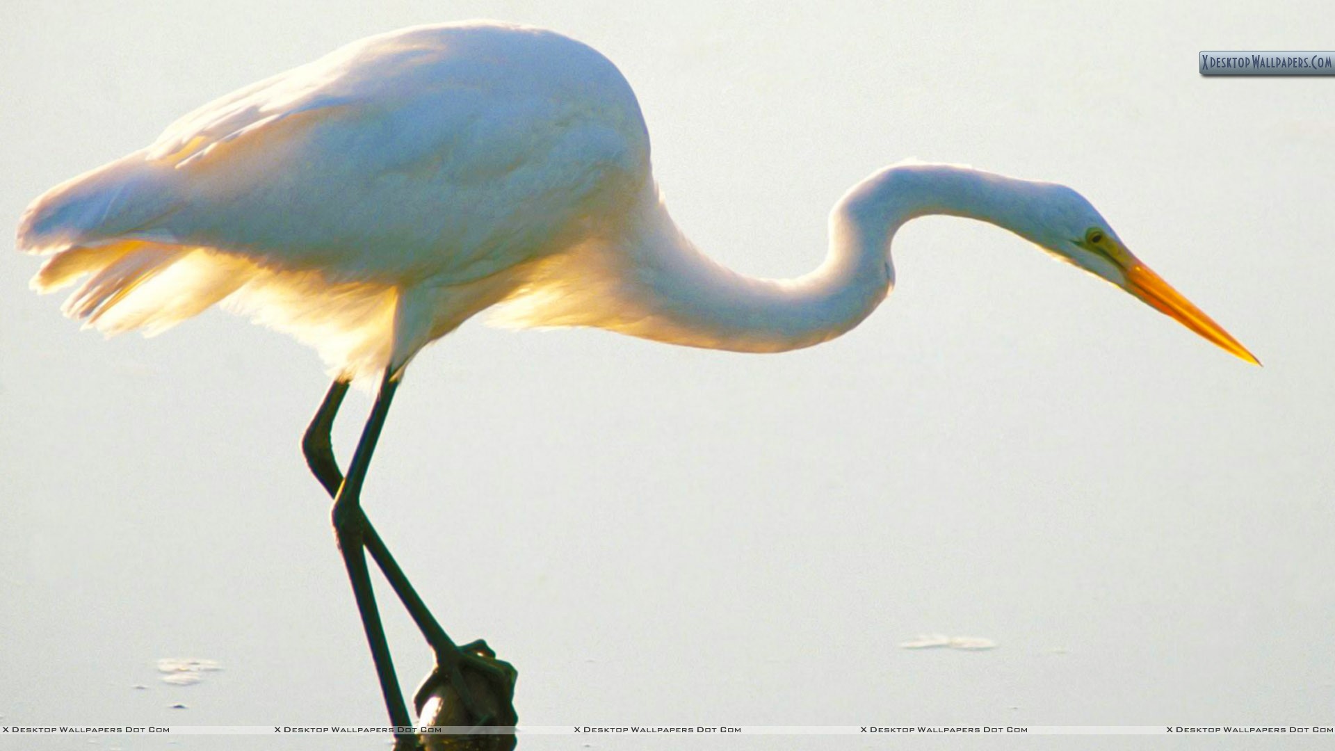 Egret Wallpapers