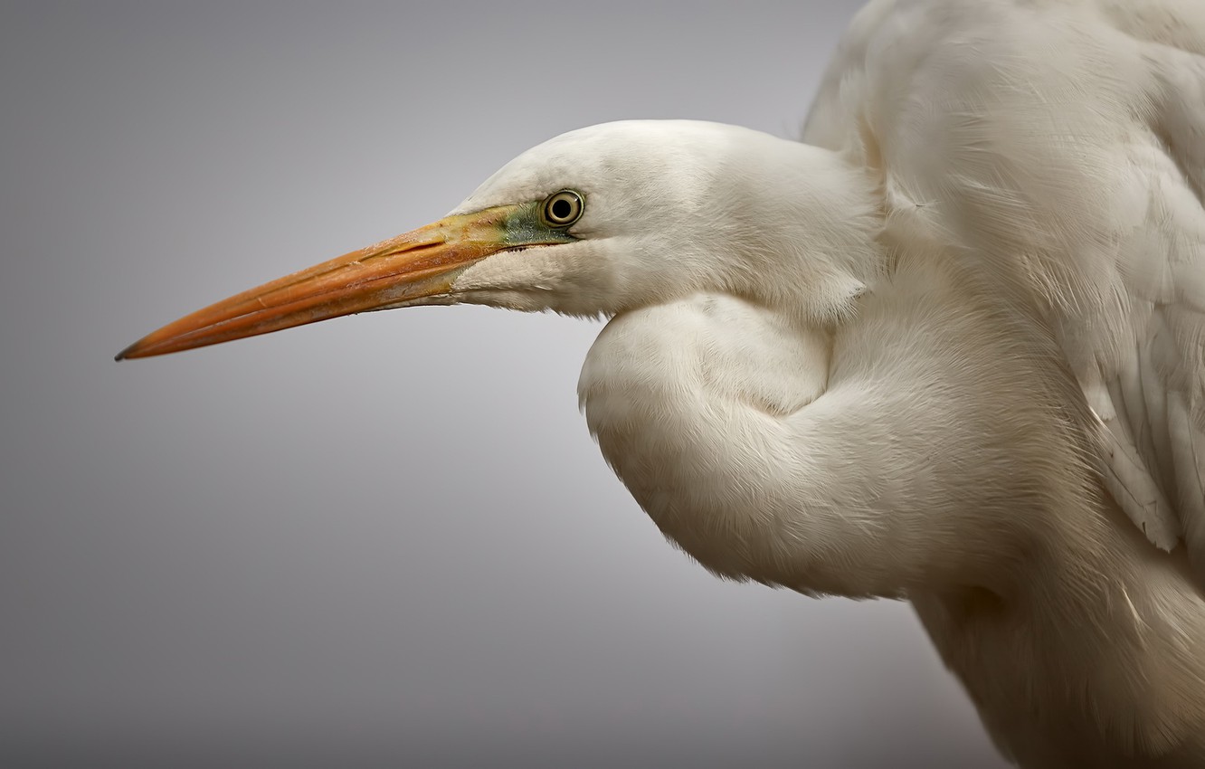 Egret Wallpapers