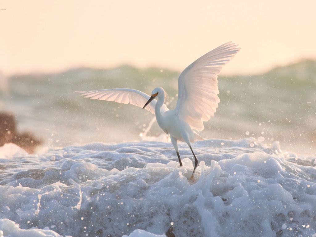 Egret Wallpapers