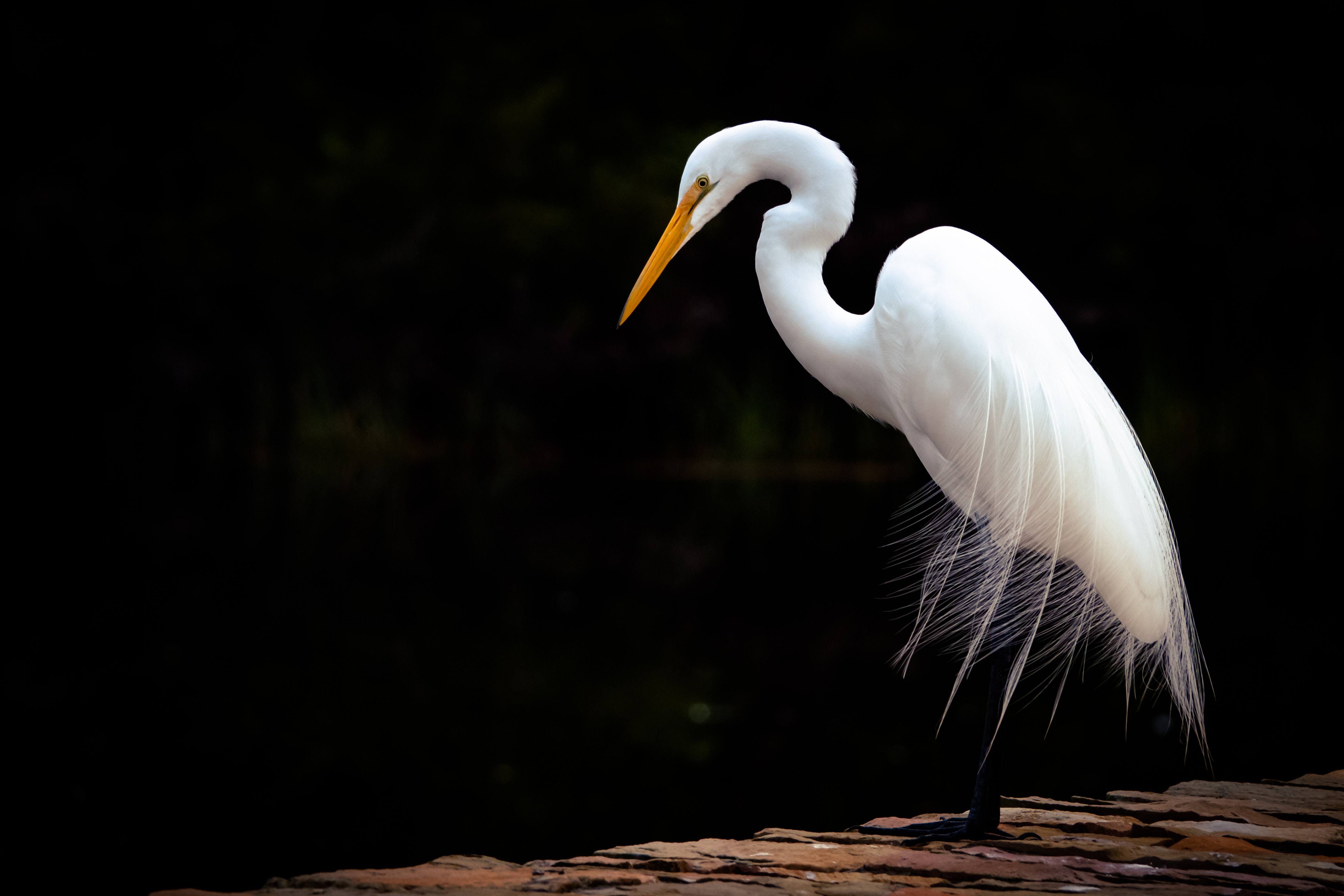 Egret Wallpapers