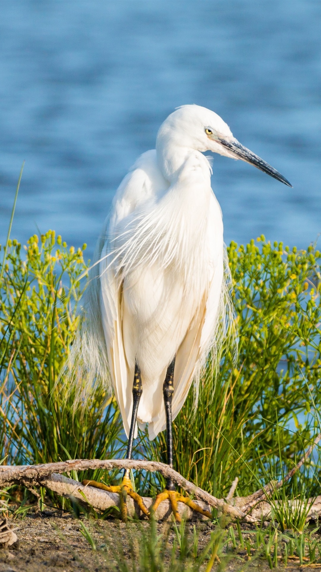 Egret Wallpapers