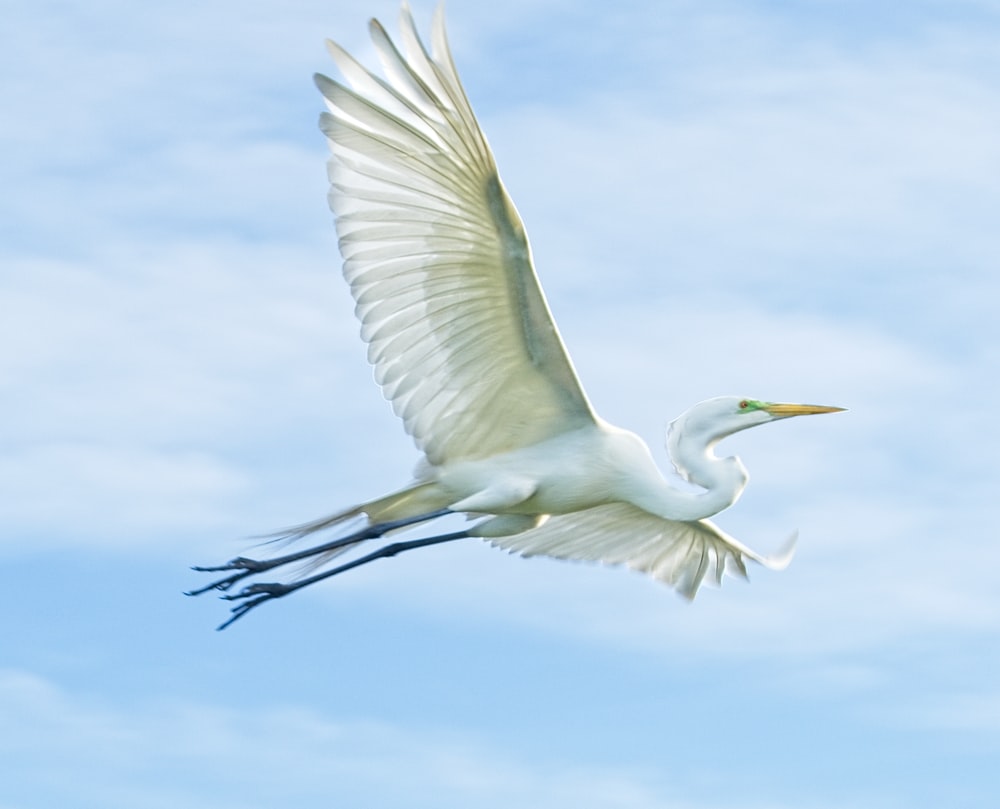 Egret Wallpapers