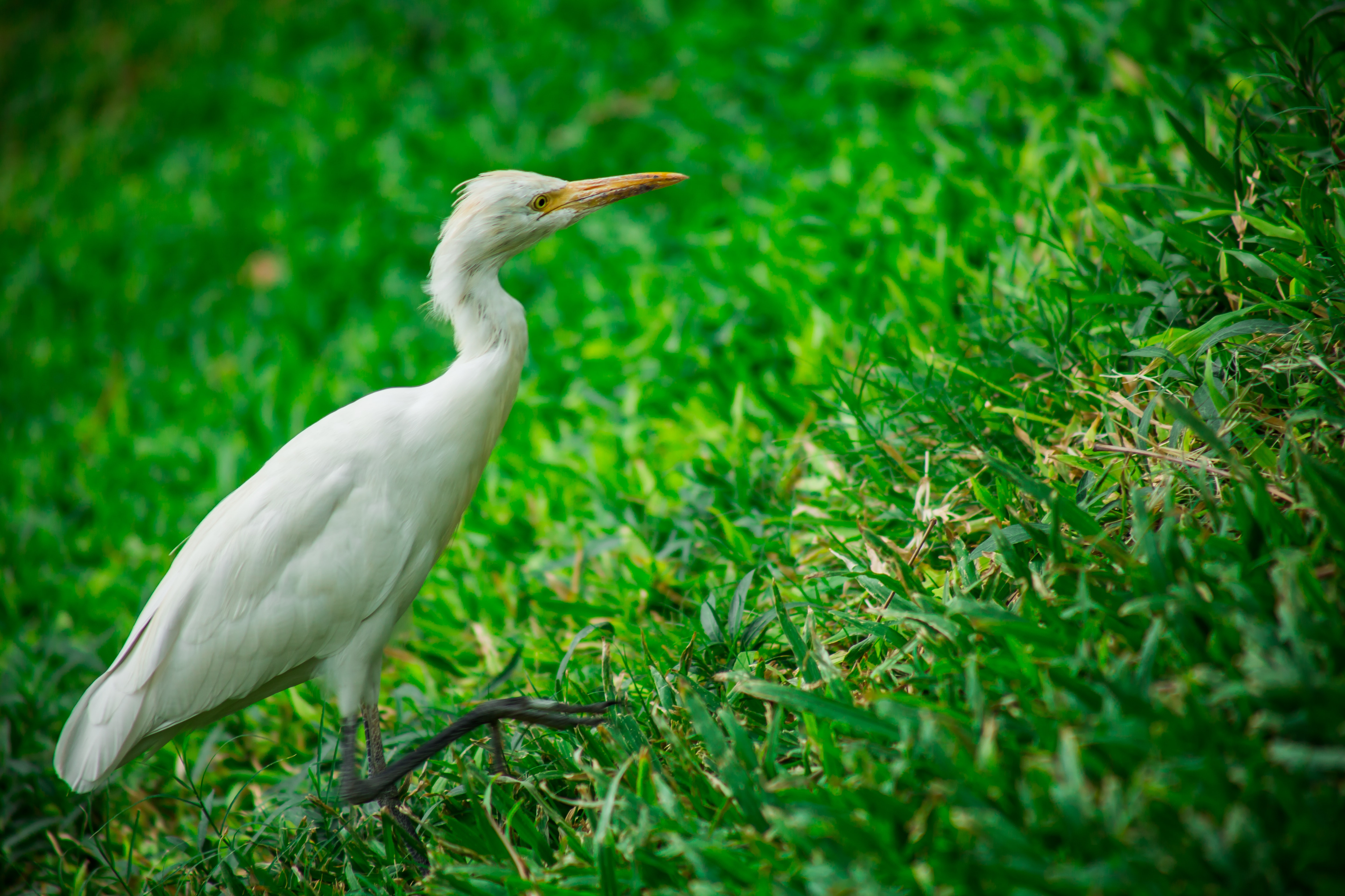 Egret Wallpapers