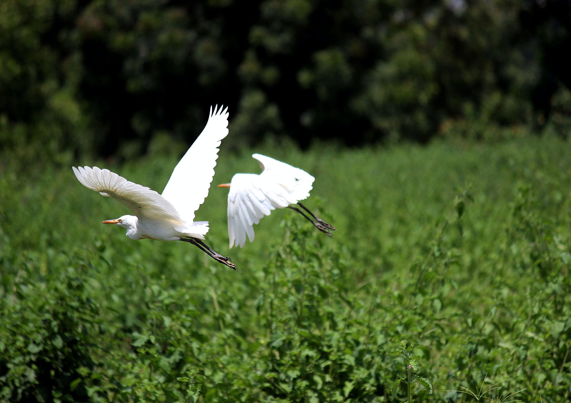 Egret Wallpapers