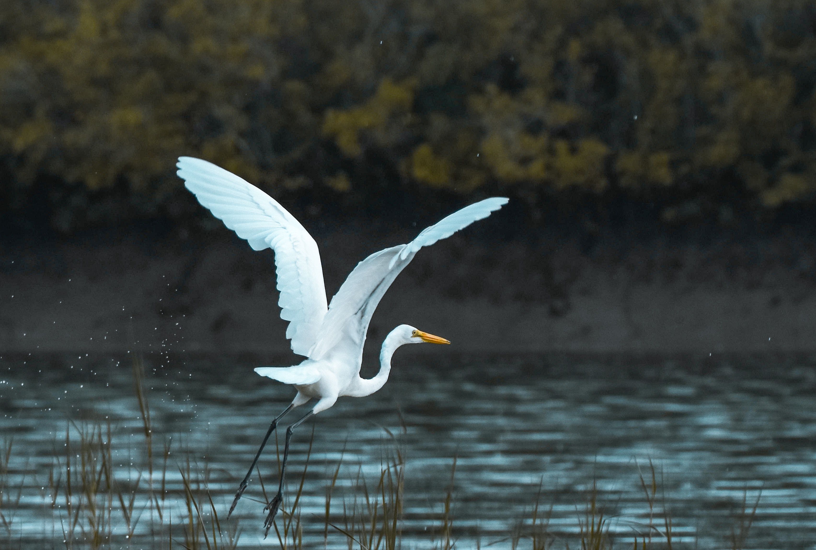 Egret Wallpapers