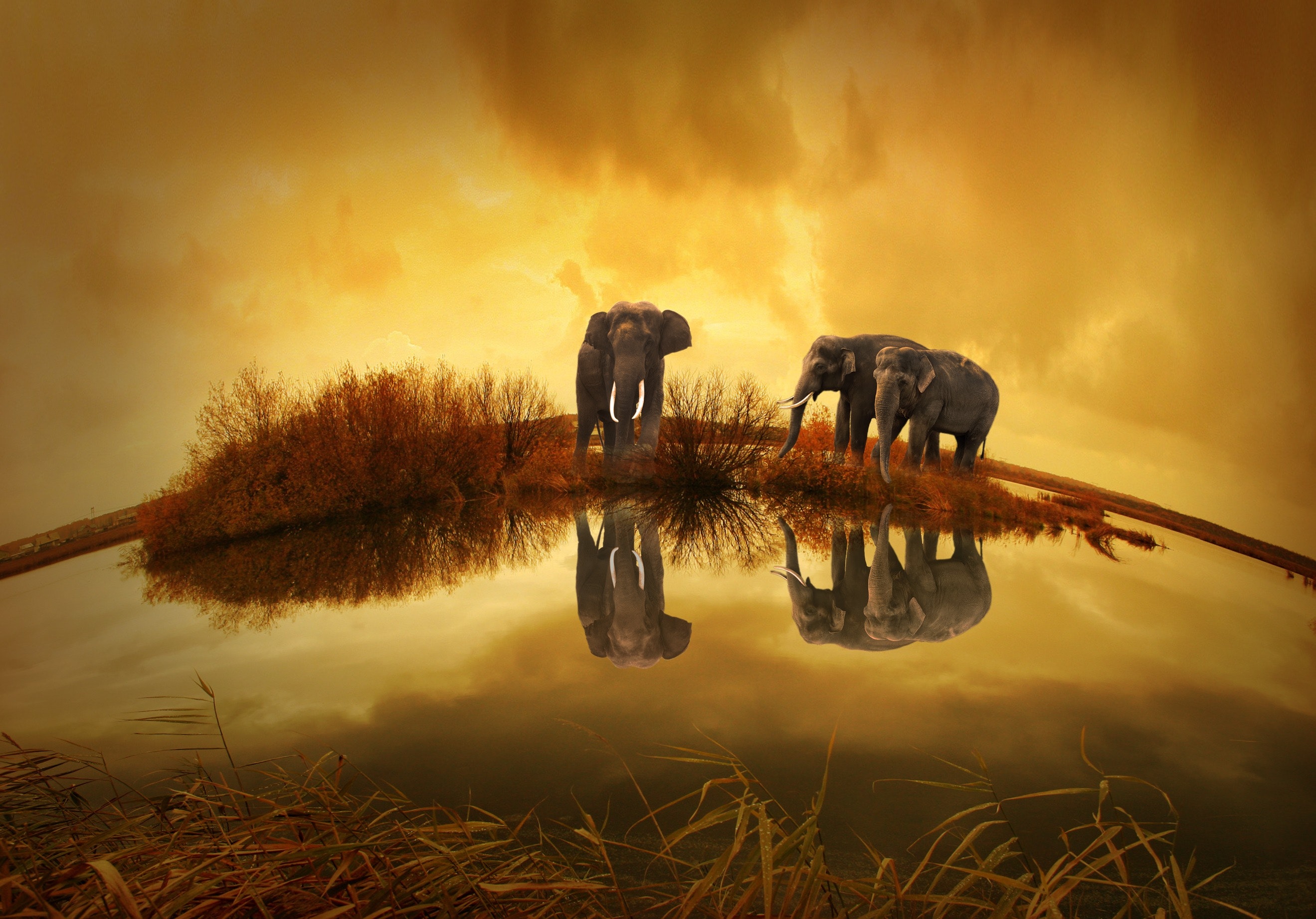 Elephant Wallpapers