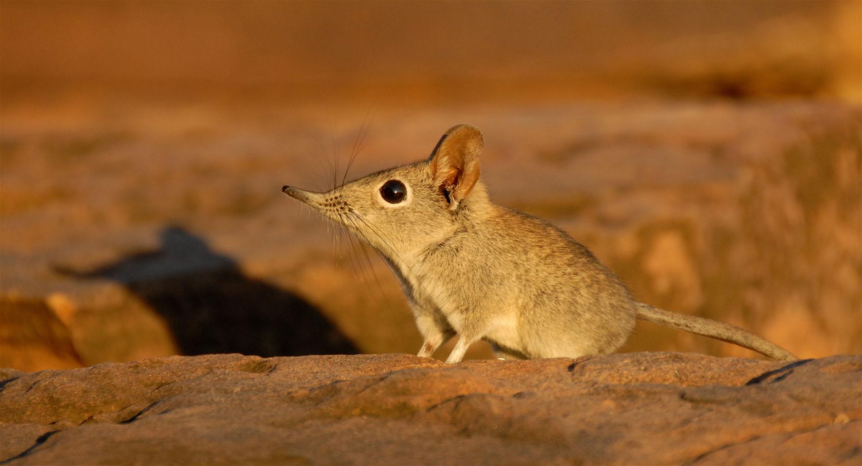 Elephant Shrew Wallpapers