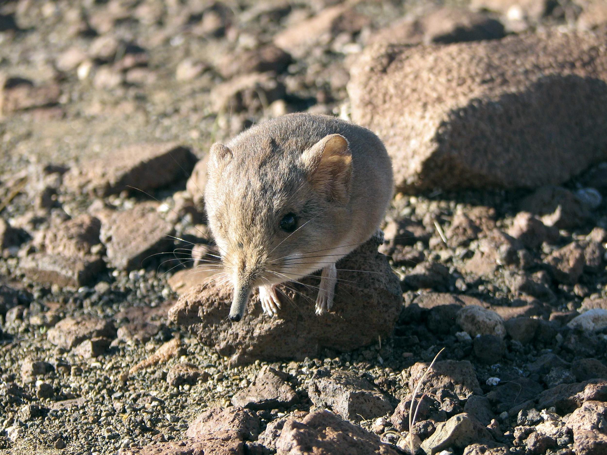 Elephant Shrew Wallpapers