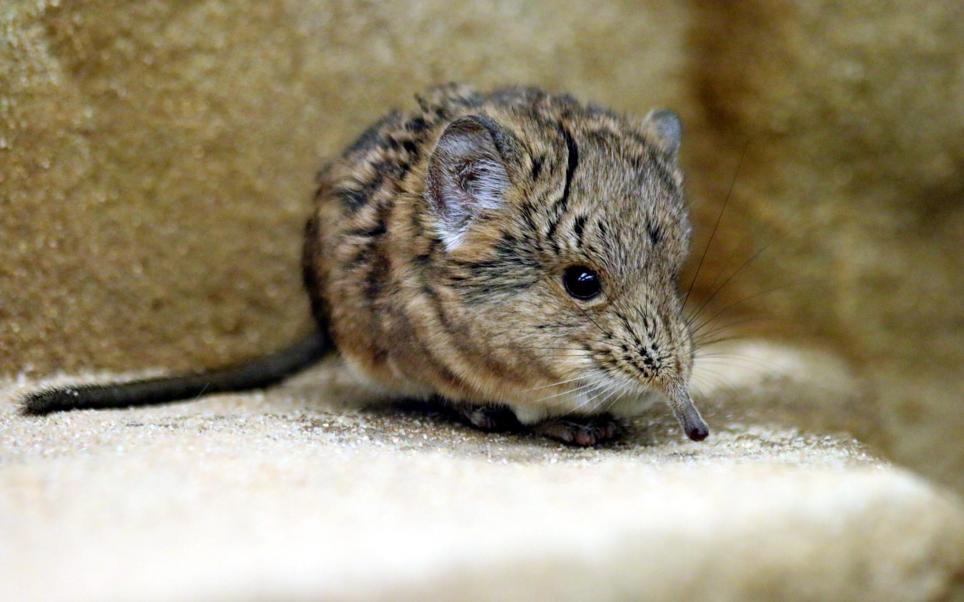 Elephant Shrew Wallpapers