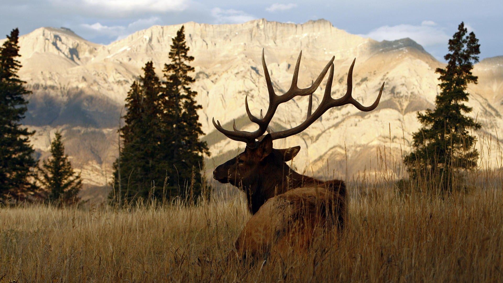 Elk Wallpapers