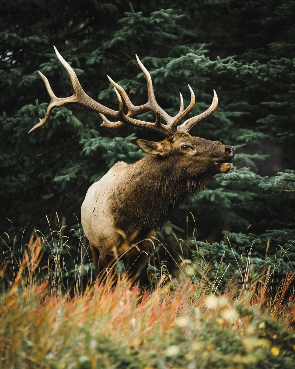 Elk Wallpapers